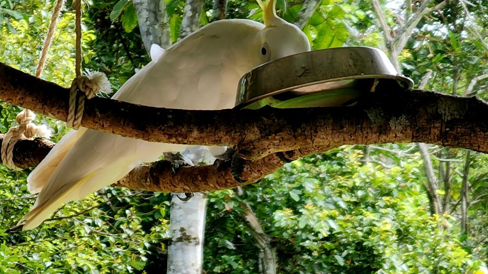 Sulphur crested cockatoo munches on seed mix.