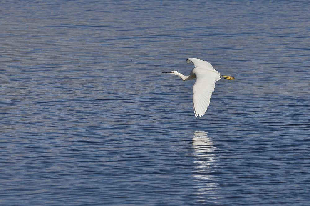 Aigrette garzette volant a ras de l'eau contre le vent