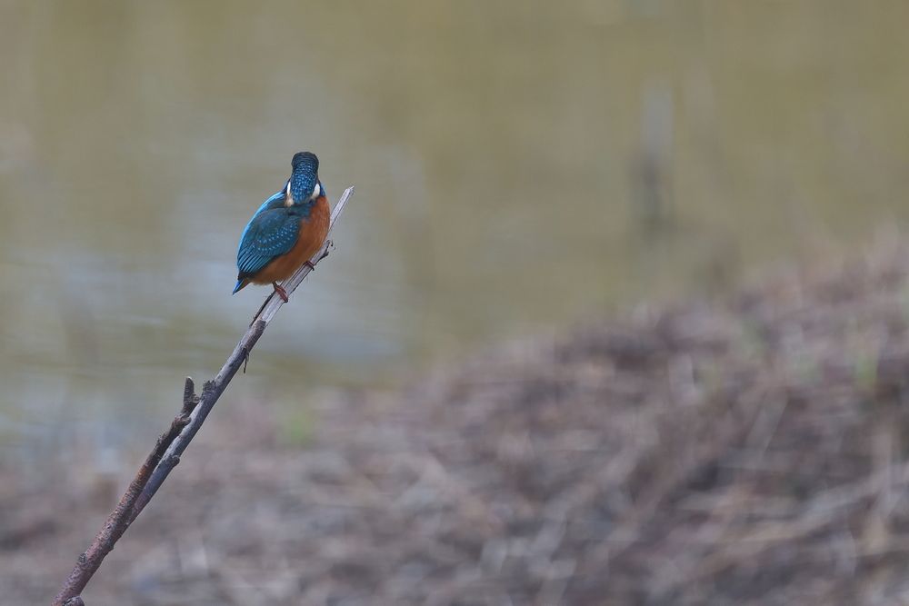 martin pêcheur a l'affut sur une branche, tête tournée , vue de dos