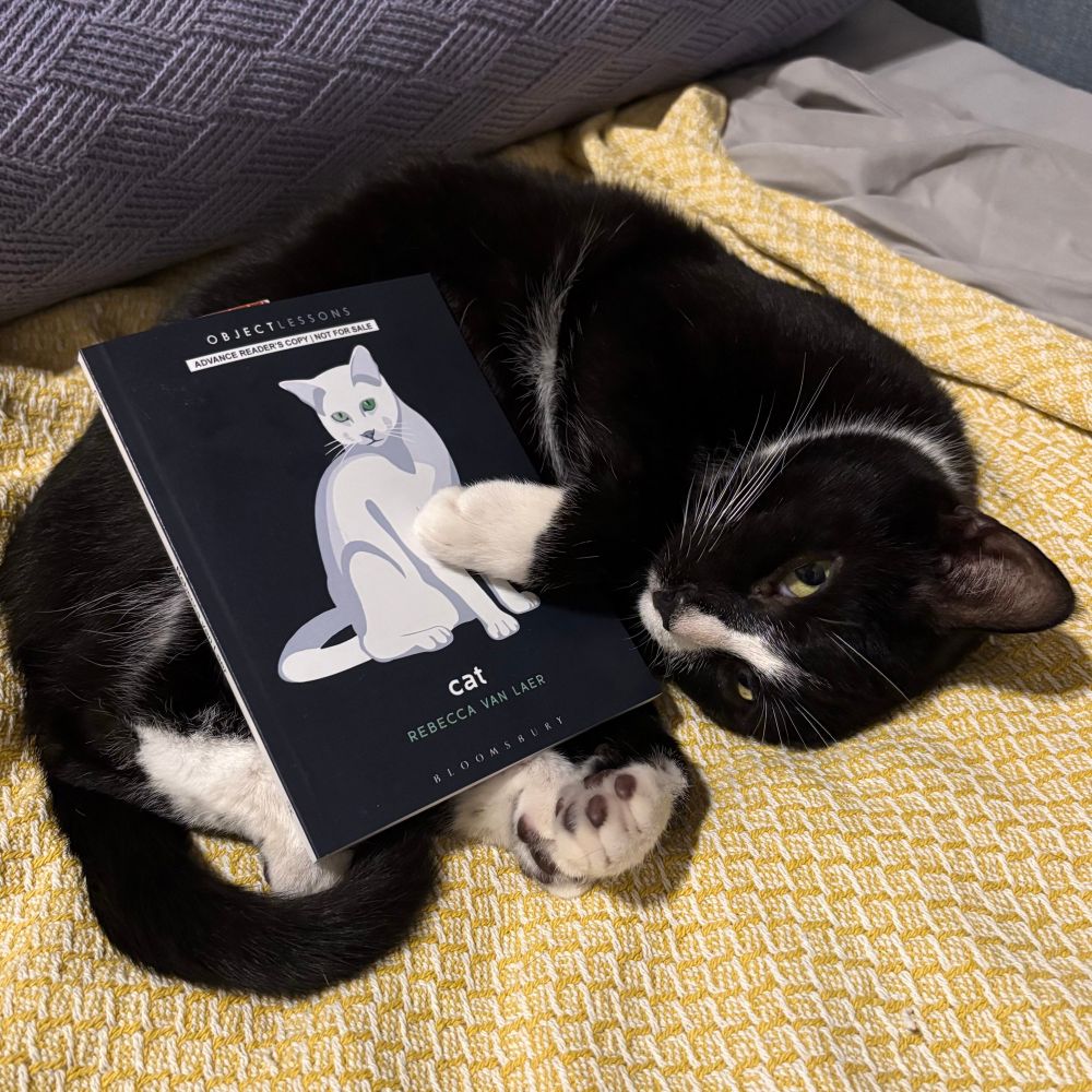 Book titled Cat by Rebecca van laer, in the paws of my tuxedo cat