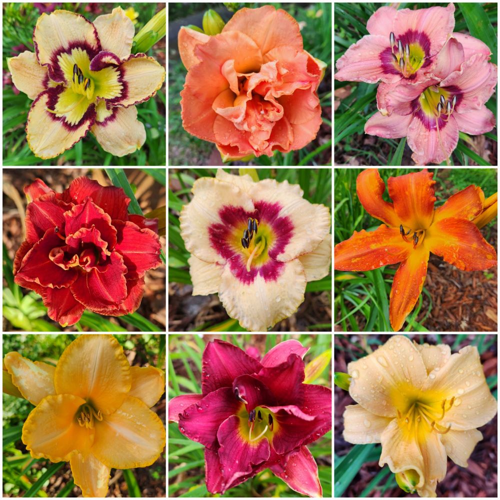 A collage of close-up photos of daylilies in various hues and patterns of yellow, red, orange, pink, purple, and white.