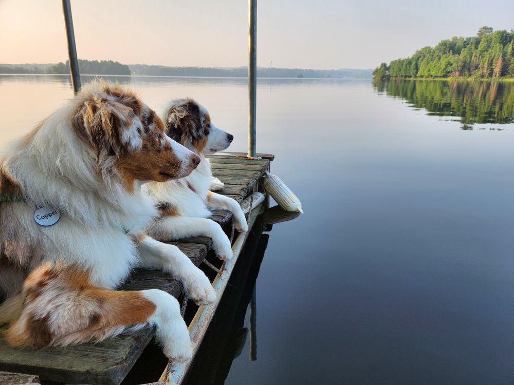 Two Australian Shepherds lying down on a dock over a northern lake facing the right side of thr photo. The background is the lake with a mirror-like blue surface and trees on the horizon. 