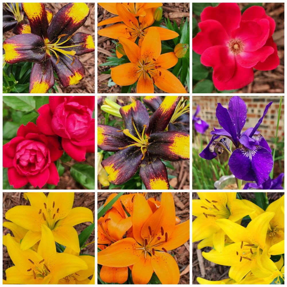 A collage of 9 close-ups of flowers, including orange lilies, yellow lilies, black and gold lilies, dark pink roses, and purple irises.