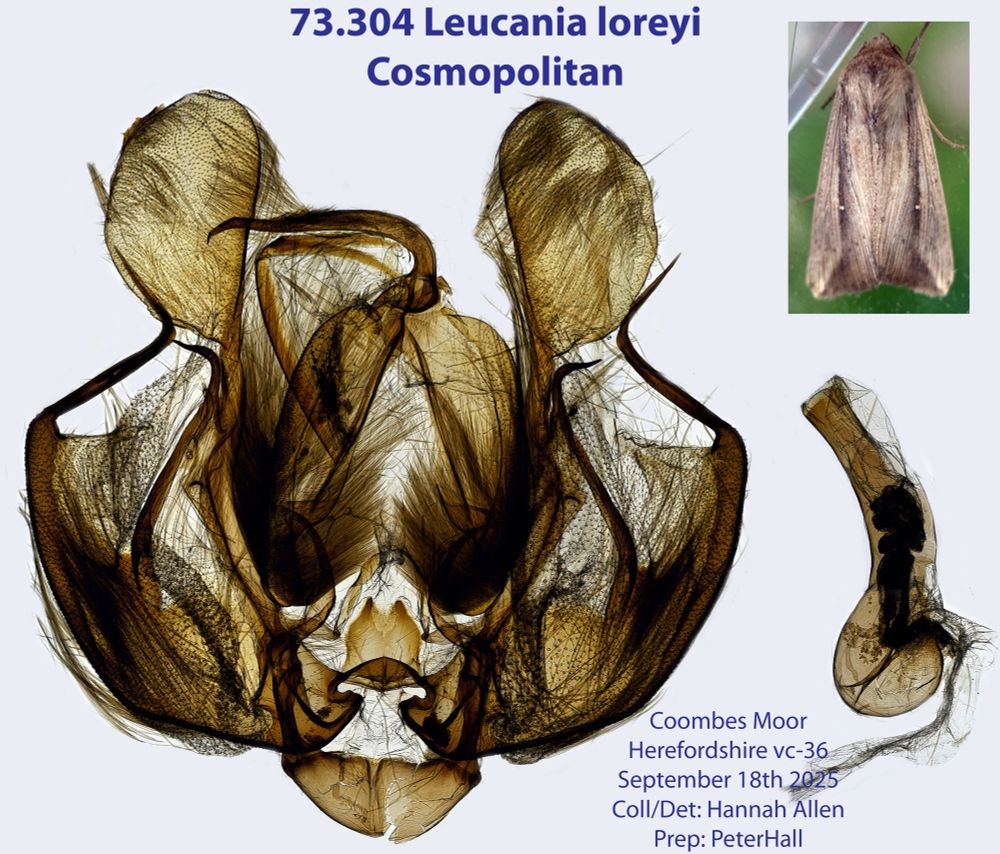 Image credit Peter Hall - dissection images of the genitalia of a Cosmopolitan moth confirming the species and the specimen was male. North Herefordshire 18/09/2025
