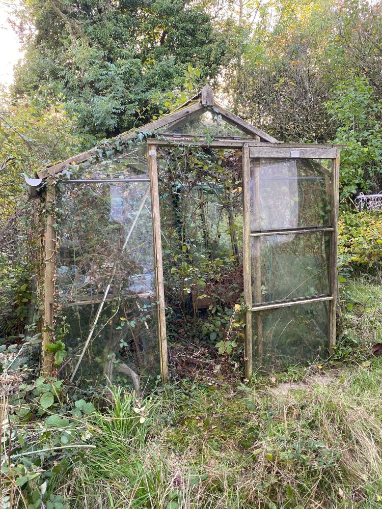 A wooden framed greenhouse inundated with brambles 