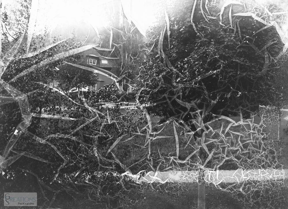 Photographic plate with wrinkly gelatine emulsion, that had softened and started to delaminate from the glass plate during developing.