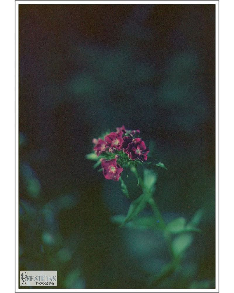 pink sweet william emerges from green DOF-depths into sharpness
