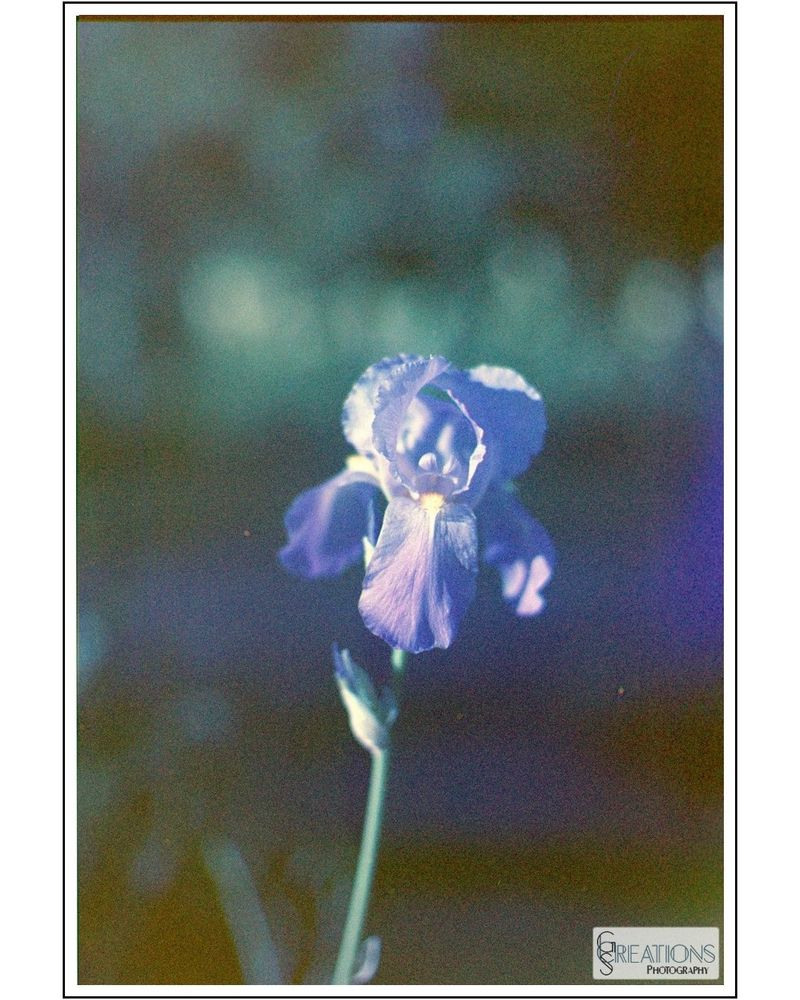 Purple iris photographed through the trichrome process. There's a slight blue line horizontally through the image due to a light leak on the blu channel.