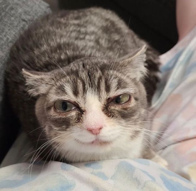 cat that looks like steve buscemi