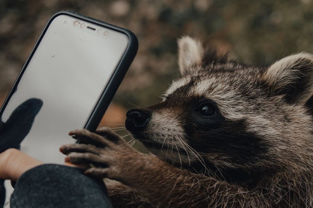 A raccoon handing someone a phone apparently.
