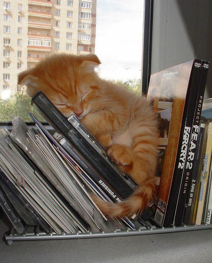 A kitten napping on a shelf of DVDs. 