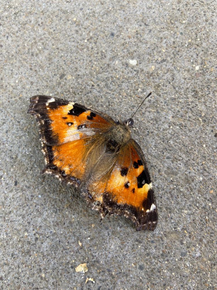 a dead butterfly on the sidewalk

