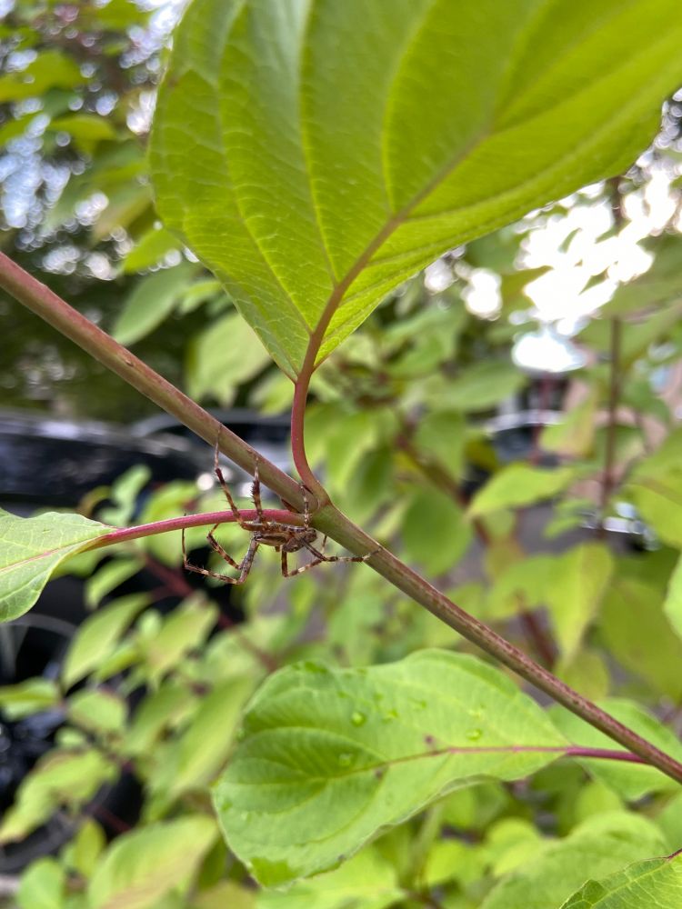a male cross orb weaver spider on the stem of a plant