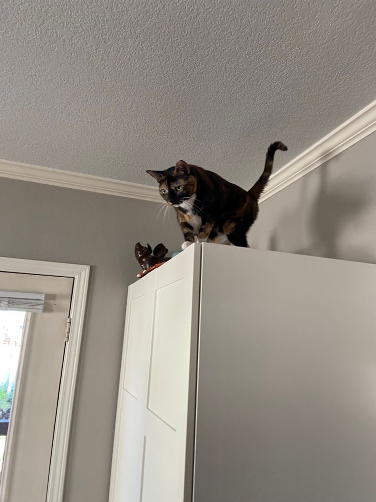 my cat paige on top of a cabinet