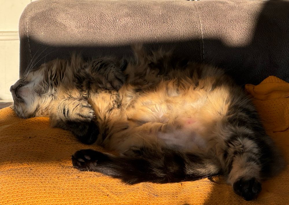 Majesty, a long-haired tabby cat, naps on a couch in a sunbeam - tummy up, deeply unbothered, grinning in her sleep. Her nose and whiskers are visible as her head is very relaxed, tilted back. 