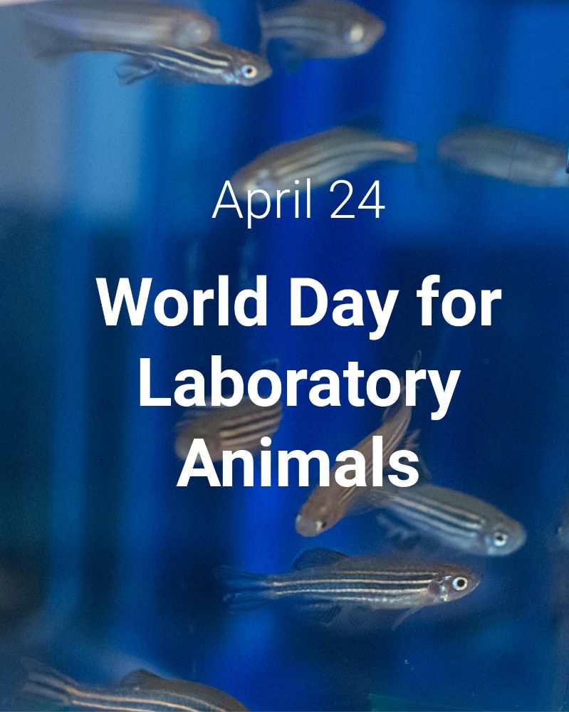 Text: April 24, World Day for Laboratory Animals. Zebrafish in the background.