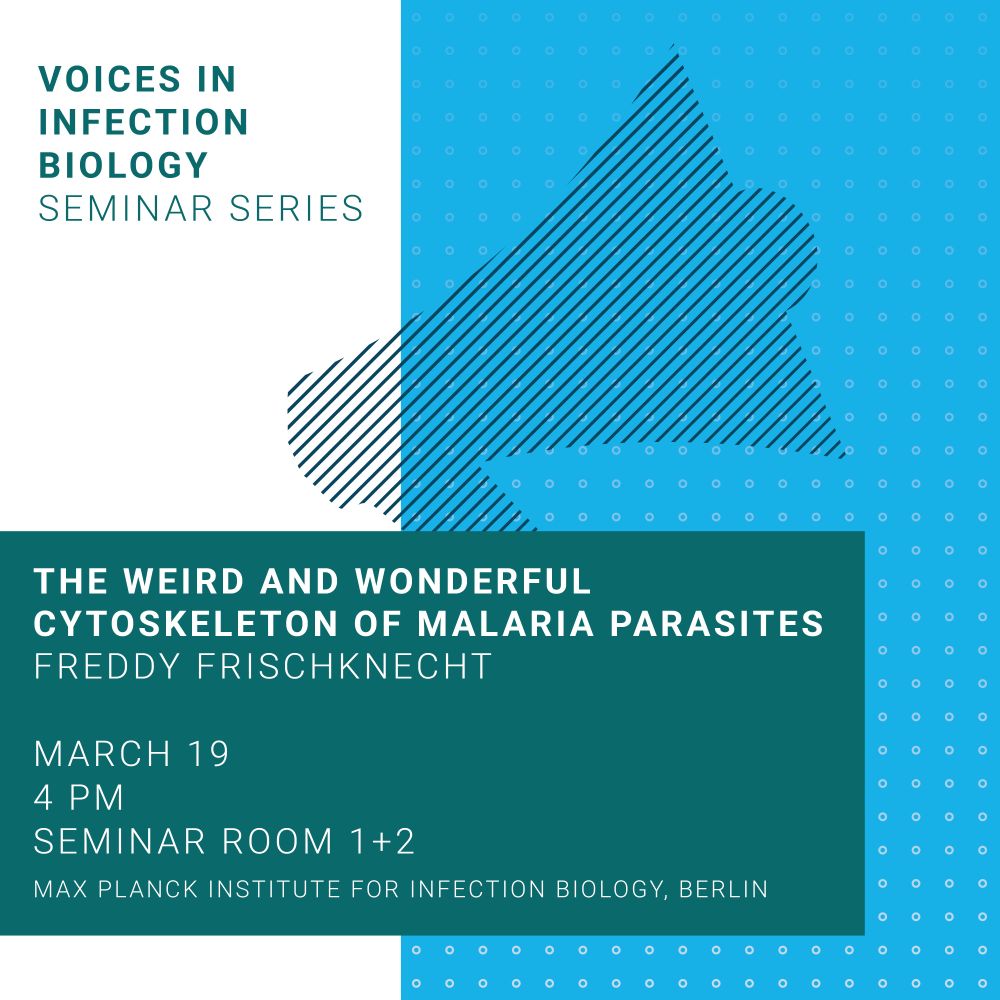 The weird and wonderful cytoskeleton of malaria parasites 
FREDDY FRISCHKNECHT
MARCH 19
4 PM 
SEMINAR ROOM 1+2
MAX PLANCK INSTITUTE FOR INFECTION BIOLOGY, BERLIN

