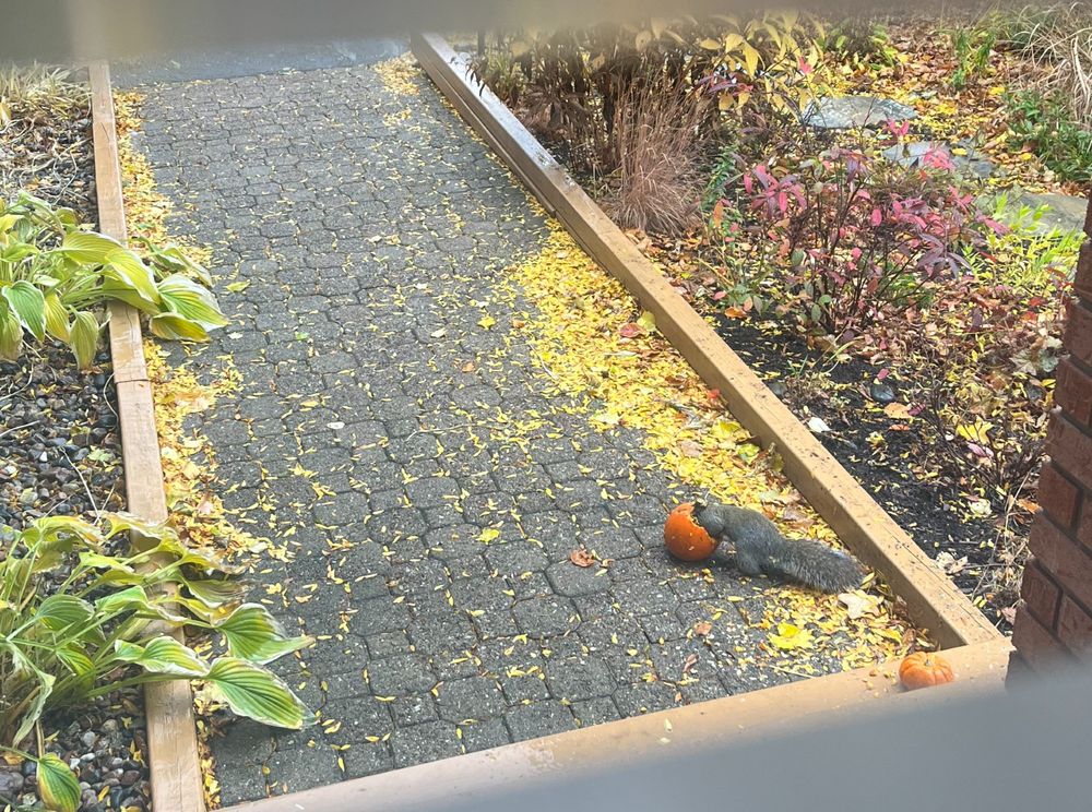 grey squirrel sticking his head inside a small, open pumpkin