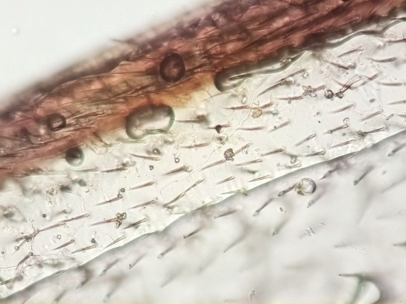 Wing of a fly at 40x magnification (photo taken with high-resolution version of OpenFlexure microscope)
