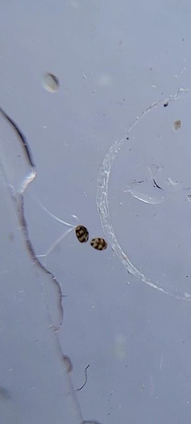 Two small brown and tan egg-shaped creatures