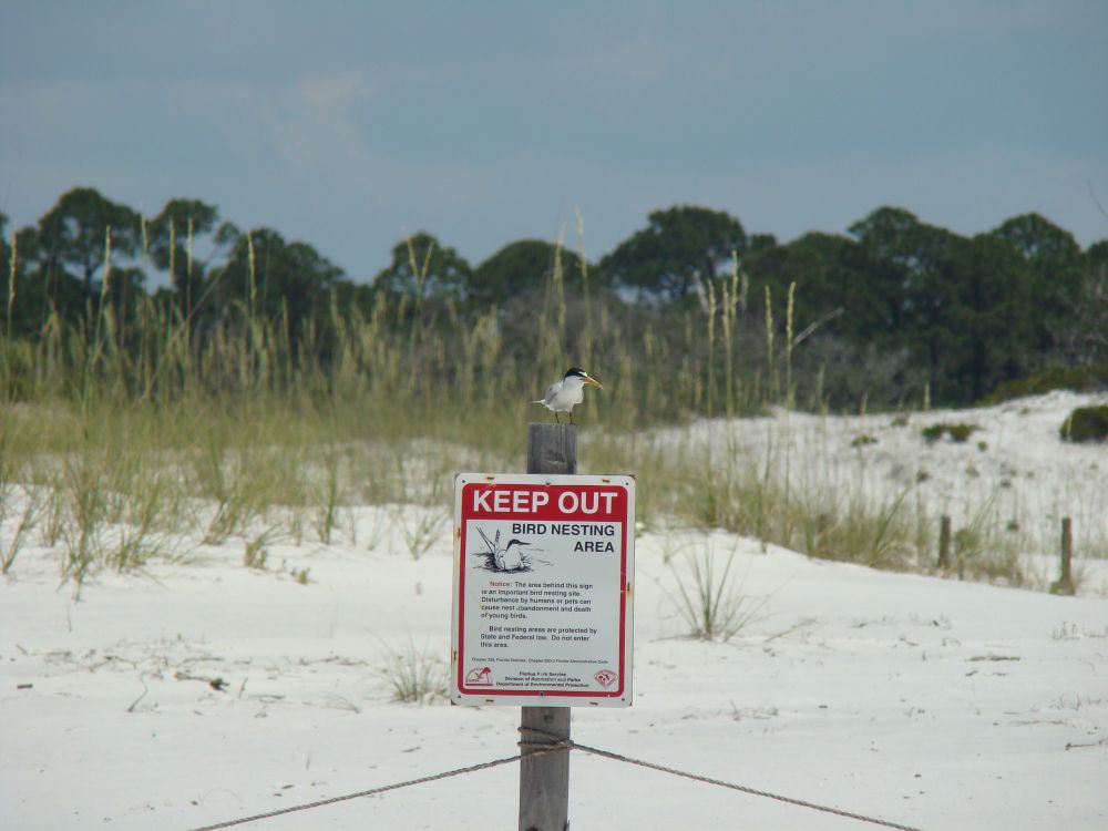 A least tern sitting on a post that holds a sign saying "Keep out Bird nesting area" and additional information. Behind the bird are sand dunes with sea oats.