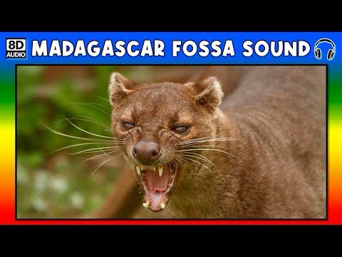 🐈 MADAGASCAR FOSSA SOUND - MADAGASCAR FOSSA SOUND EFFECT - NOISE MADAGASCAR FOSSA
