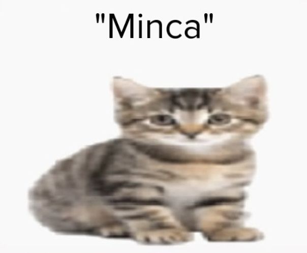 car saying "minca"