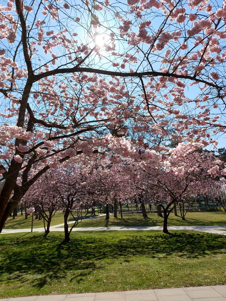 Multiple trees covered in light pink blossoms