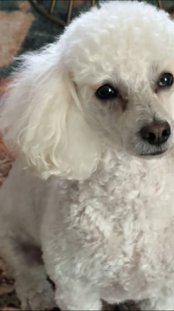 A yorkiepoo dog with white fur looking blankly at nothing