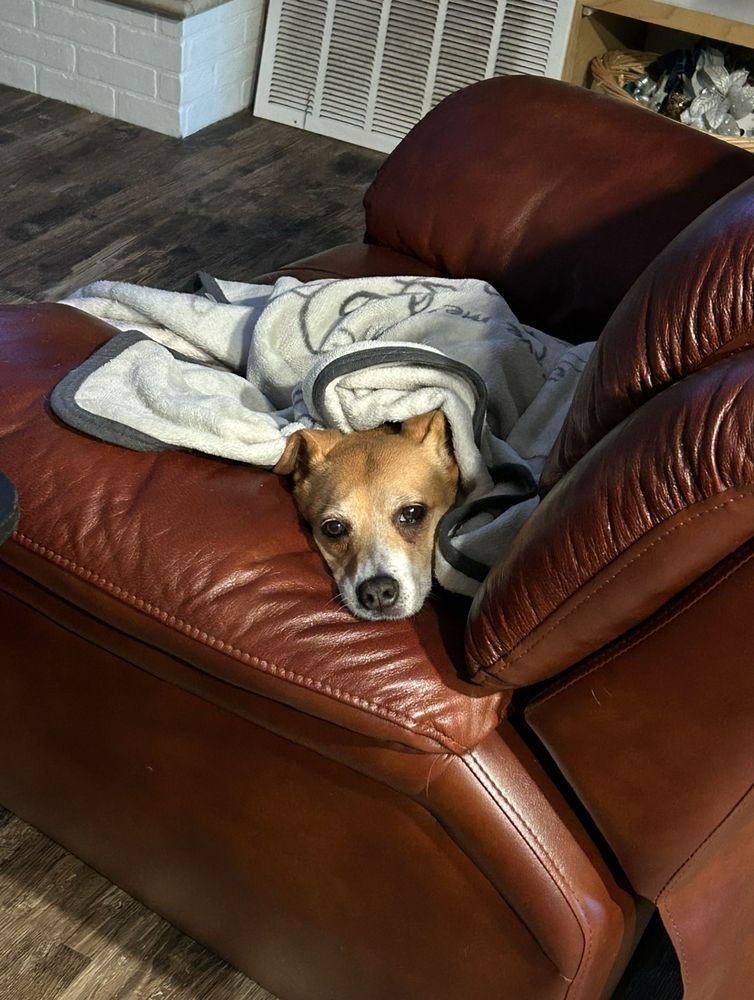 my dog on the recliner bundled up in a blanket 
