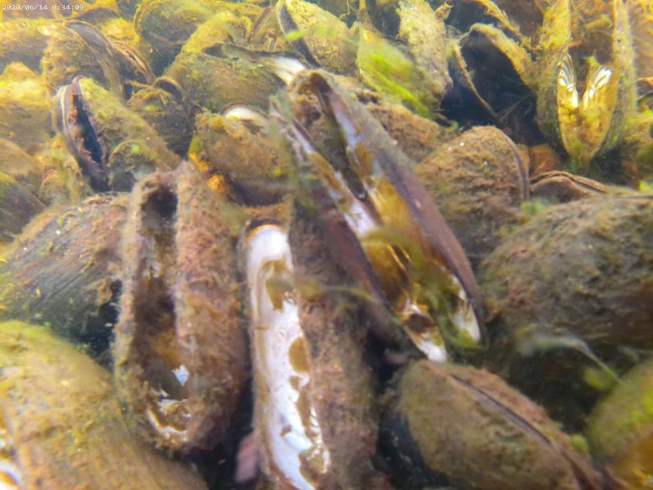 fresh water mussels