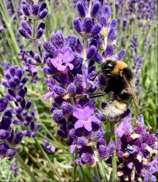 a bumblebee on a lavender flower in blossom