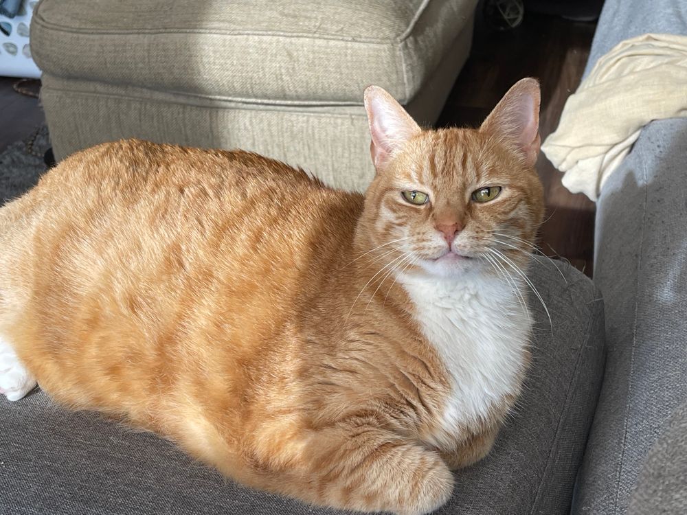 A photo of my cat sitting on an ottoman next to me. He’s looking just past me toward the window behind the camera. 
Sunbeams are filtering in, giving him a warm glow. 