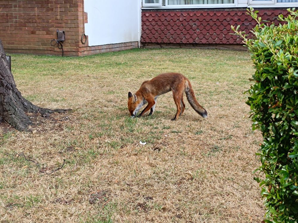 Urban fox, nose to the ground, too busy chewing on a bit of scavenged food to pay attention to the photographer.