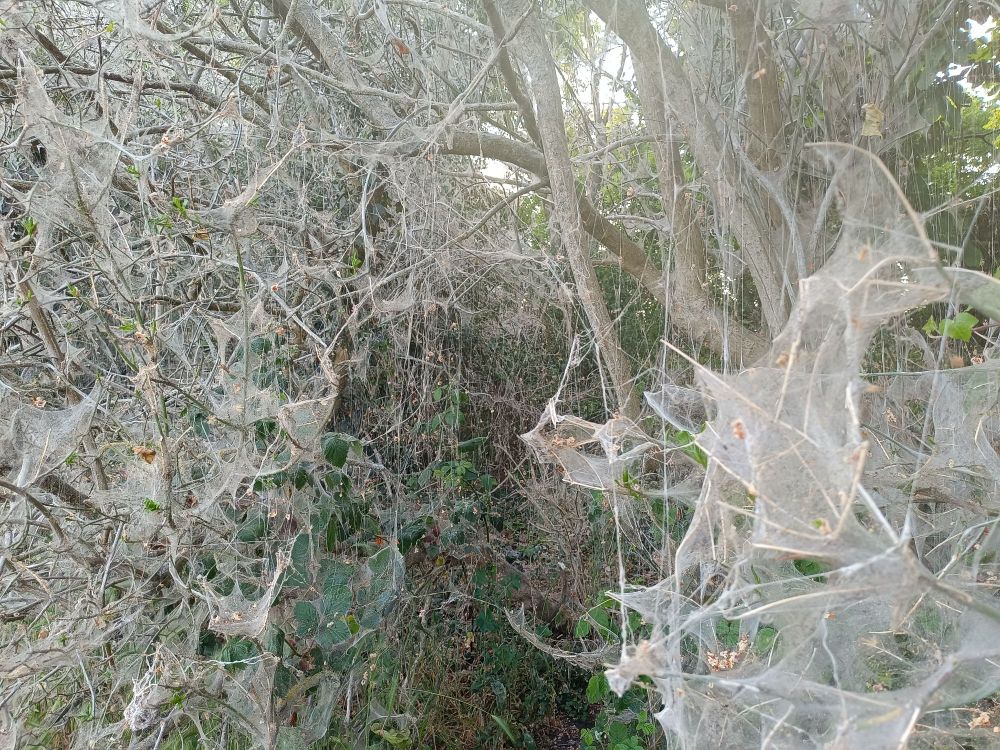Ghostly looking web of ermine moths covering the bushes and tree canopy of a narrow footpath.