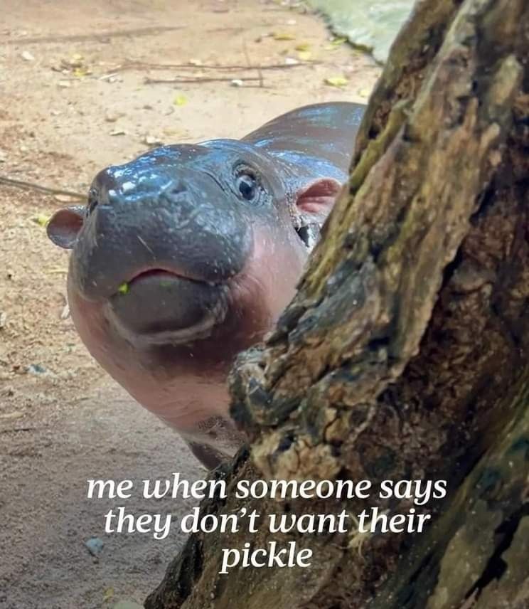 A picture of baby pygmy hippo Moo Deng peeking around a tree, looking expectant. A caption reads "me when someone says they don't want their pickle."