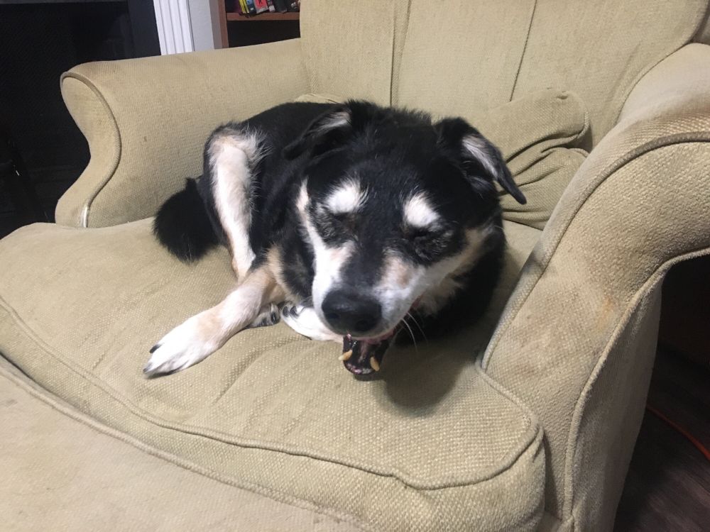 Dog does big yawn. His breath is stinky.