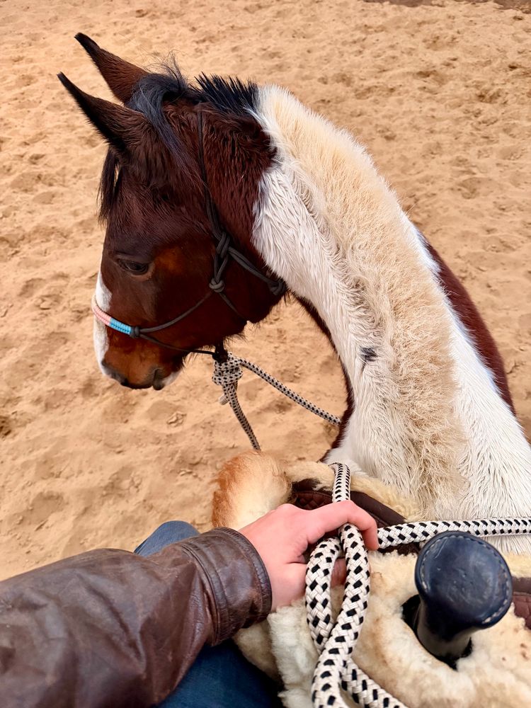 Rider’s lap and hand holding rope reins are visible in the saddle; the skewbald mare lowers her head to the left, her fuzzy white roached mane and white and brown neck contrasting sharply with the sandy indoor footing.