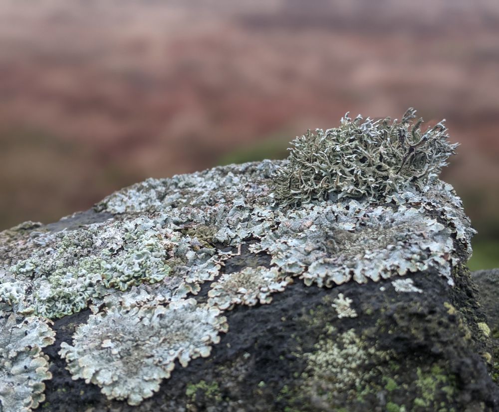 Close up of greeny grey lichen on a stone. It looks flattish but frondy. A bit like seaweed.
