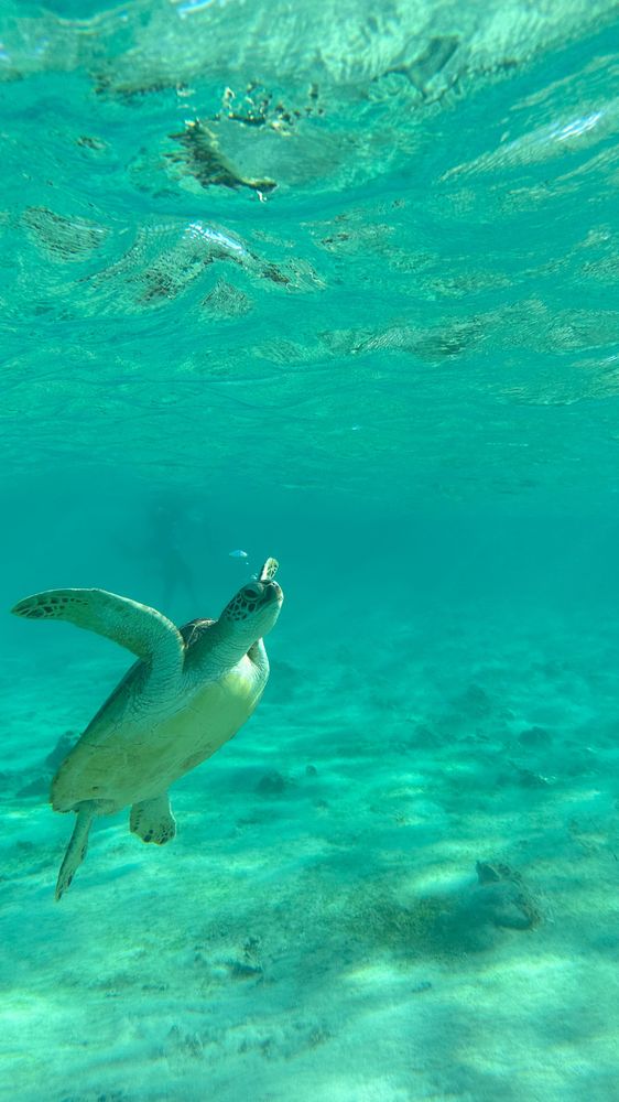 Big water turtle swimming under a crystal clear water