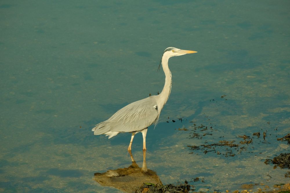A Photo of a grey heron standing straight up in a pool of water. It's lower half is reflected in the water below it.