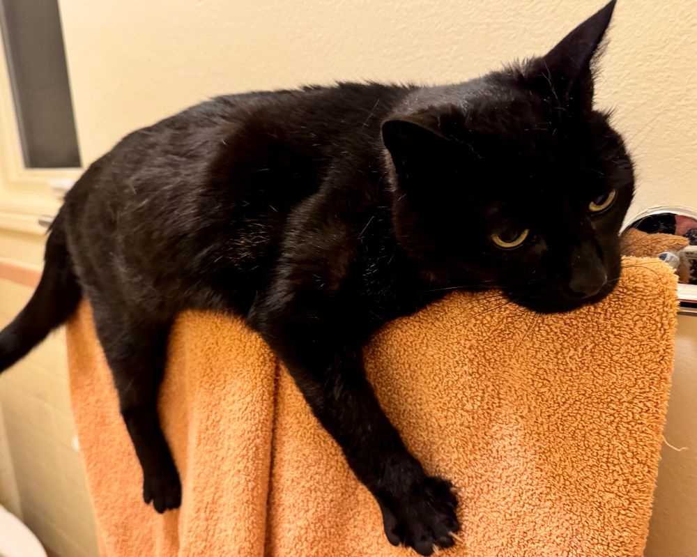 A cute, happy, black cat with gold eyes monorailing on a towel rack atop peach-colored towels. 