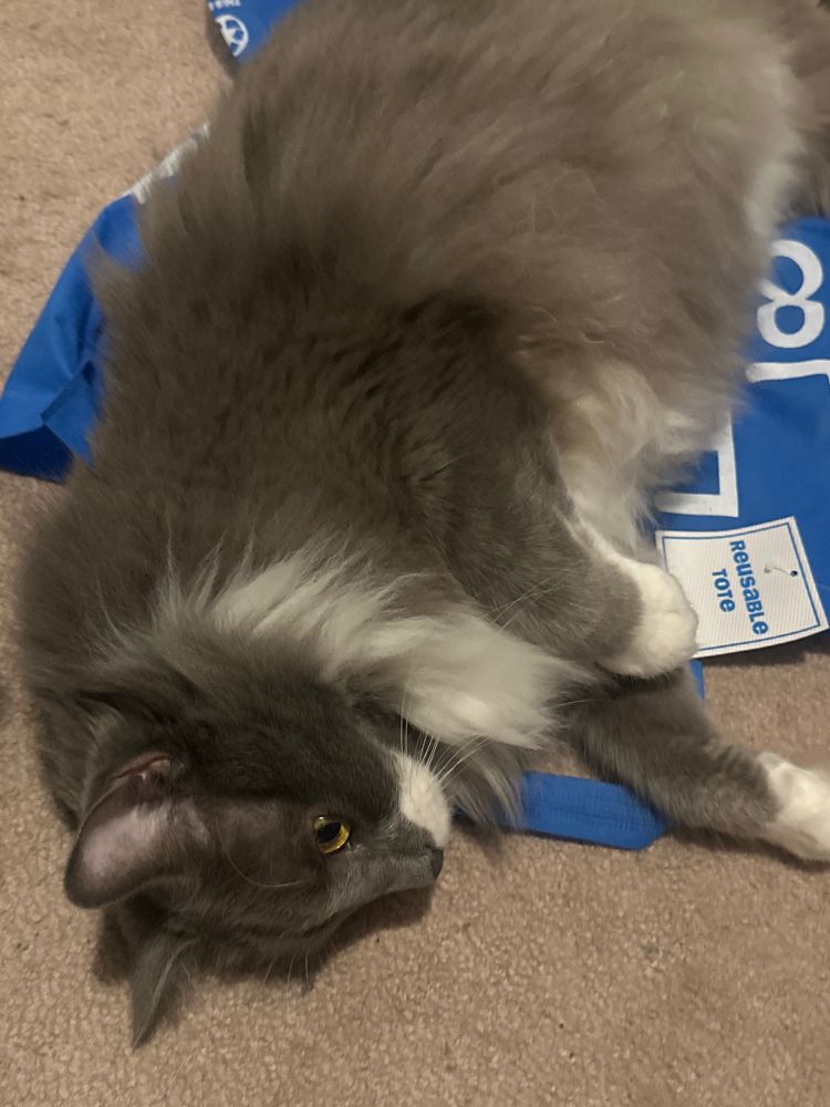 Fluffy grey cat laying on a blue bag 