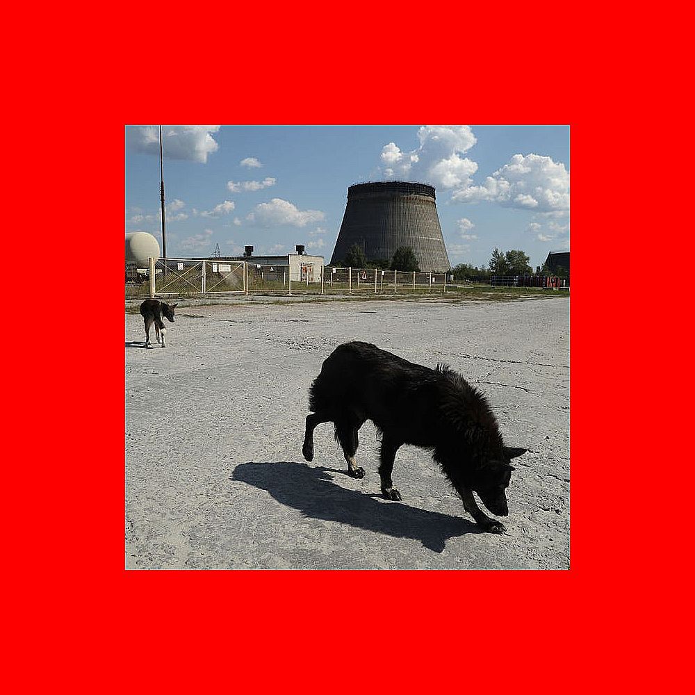 Dogs of Chernobyl Mutating, Scientists Want to Know Why.
 
These canines “survived for a reason”...what exactly is causing these rapid genetic transformations?

https://www.popularmechanics.com/science/health/a63842746/dogs-of-chernobyl-evolution/