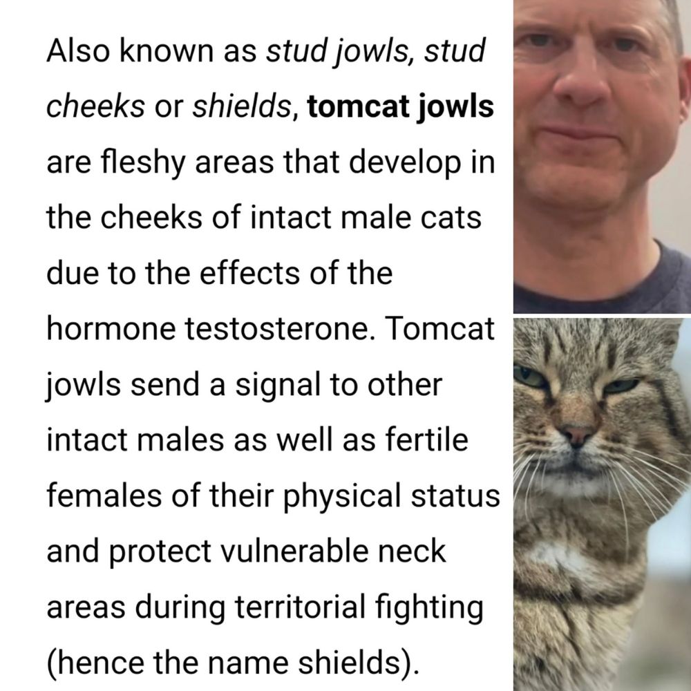 A friend said...
  "OMG Mike Janssen from WGN News has STUD CHEEKS!"  Now I can't unsee it... 😳
[ with all respect to @mikejanssenwgn
it was such a bizarrre compliment/comment that I had to share ]
🙀🤯🙀
 @wgnmorningnews
#chicagoweather #wgnchicagoweather #wgn9chicago #studsofchicago #catsofChicago #studCheeks #🙀
😳🤯😳
#nowspinningOnVinyl #StrayCatStrut
#StrayCats #BrianSetzer #🔥