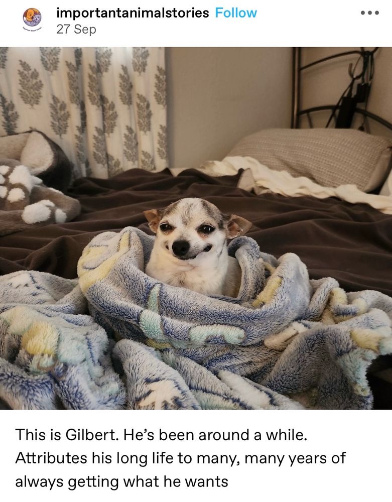 Gilbert is a dog and he is smirking evily