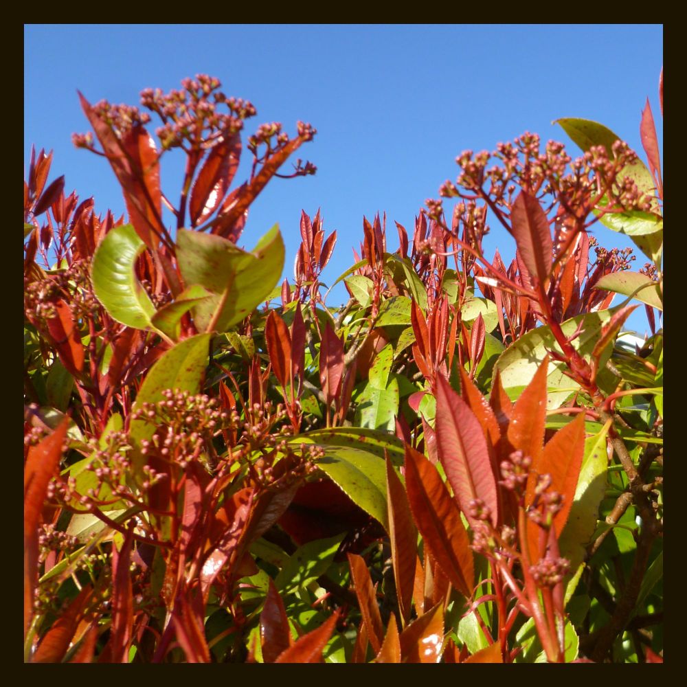 a somewhat more zoomed out photo of a bush with mostly lime green leaves, with new growth coming in bright red