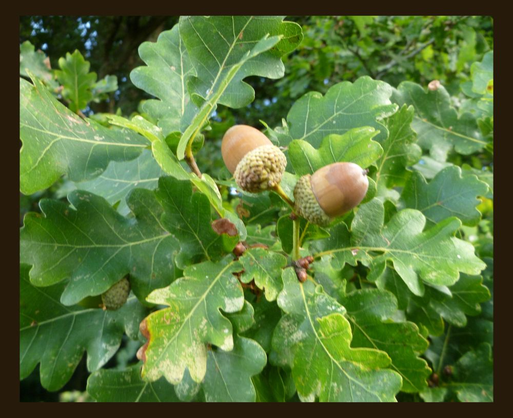 a photograph of two brown acorns, still growing in their cups, amongst green oak leaves