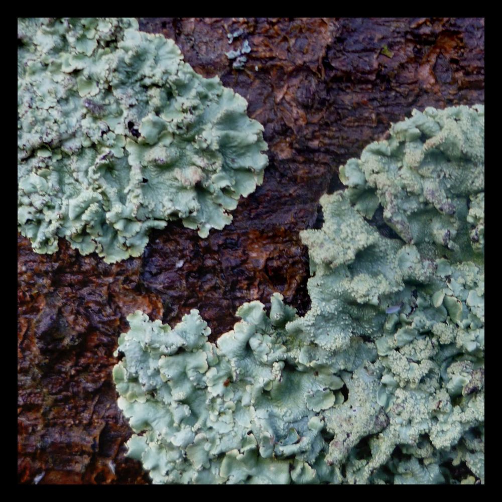 a close-up photograph of some eau-de-nil coloured lichens on a red tree trunk