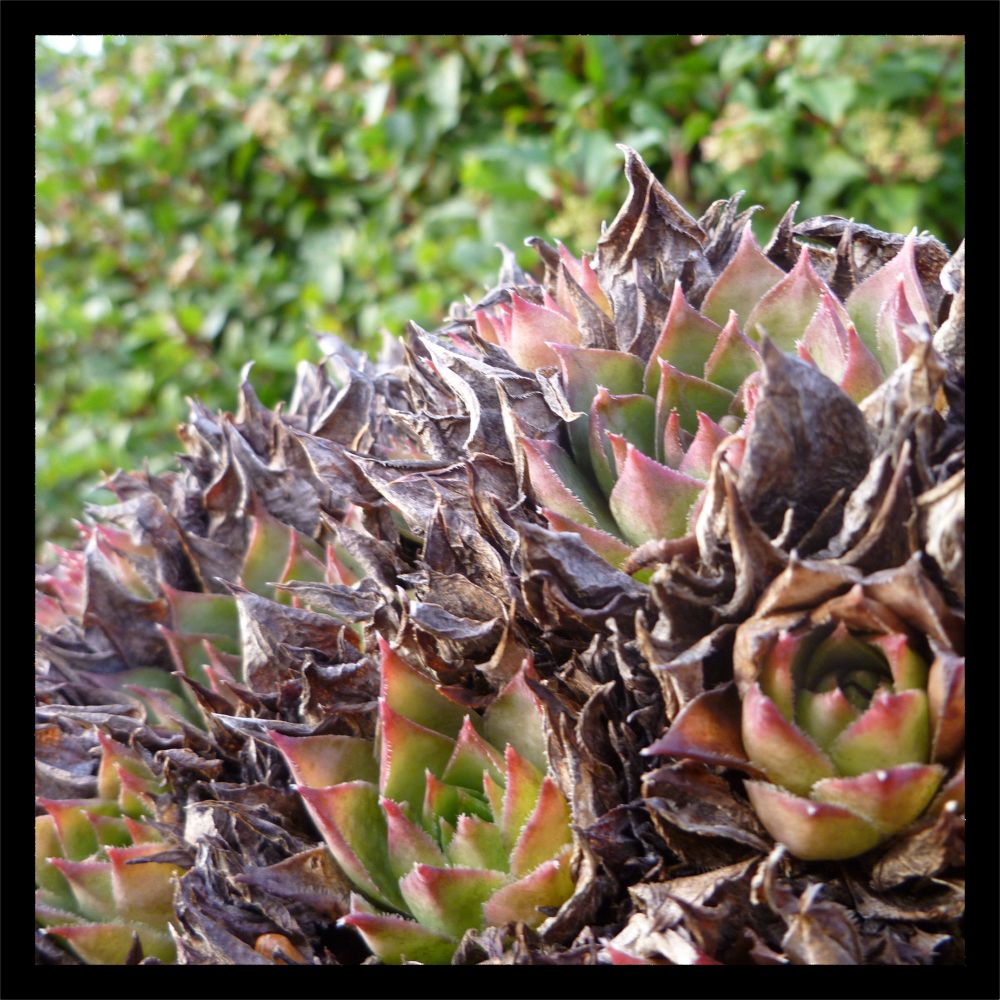 a close-up photograph of a pink and brown sempervivum succulent